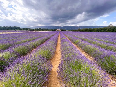 Holiday house Les Cerisiers - Environment photo 15