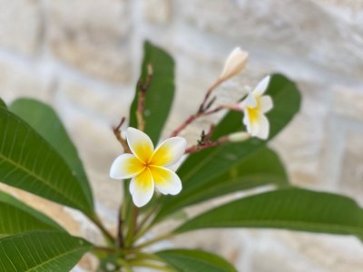 Villa Chelona - Outdoor photo 12