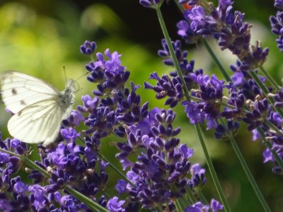Holiday apartment Irene Dorn - Outdoor photo 8