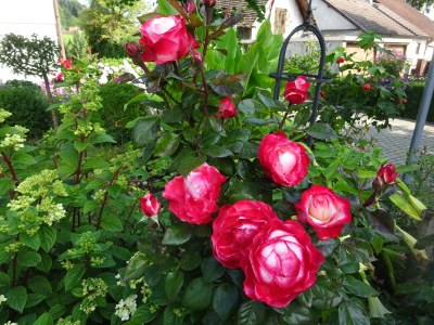 Holiday apartment Irene Dorn - Outdoor photo 9