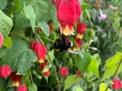 Holiday apartment Irene Dorn - Environment photo 36