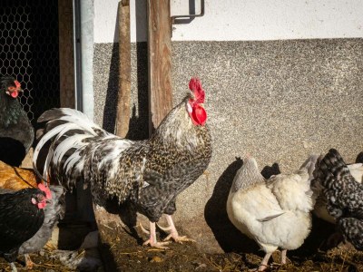 Holiday apartment Farmers Loft - Environment photo 34