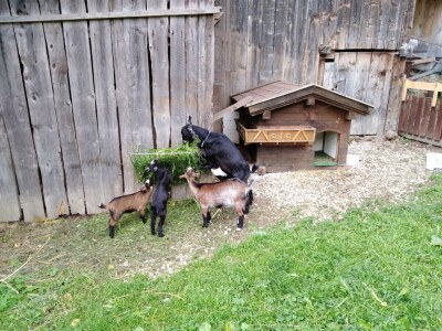 Apartment Appartement/Fewo Almrausch - Outdoor photo 5