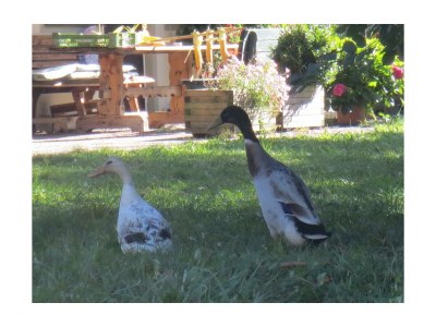 Apartment Appartement Alpenglühen - Outdoor photo 6