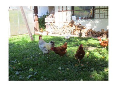 Apartment Appartement Alpenglühen - Outdoor photo 7