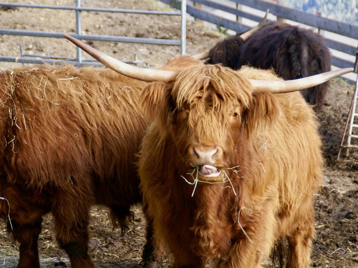 Apartment Serlesblick - Outdoor photo 5
