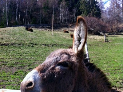 Apartment Serlesblick - Outdoor photo 10