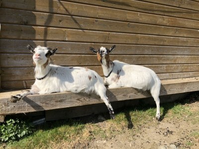 Apartment Kirchdach - Outdoor photo 13