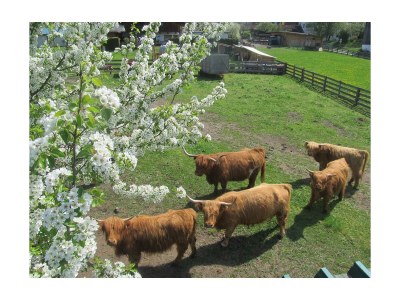 Apartment Tirol - Outdoor photo 4