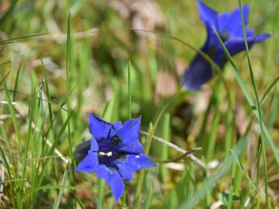 Apartment Appartement/Fewo "Gfiarig" - Features photo 44