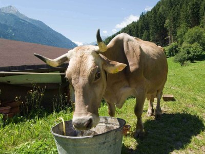 Apartment Appartement A - Alpenrose - Outdoor photo 123