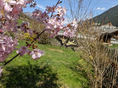 Apartment Pinnisblick - Outdoor photo 8