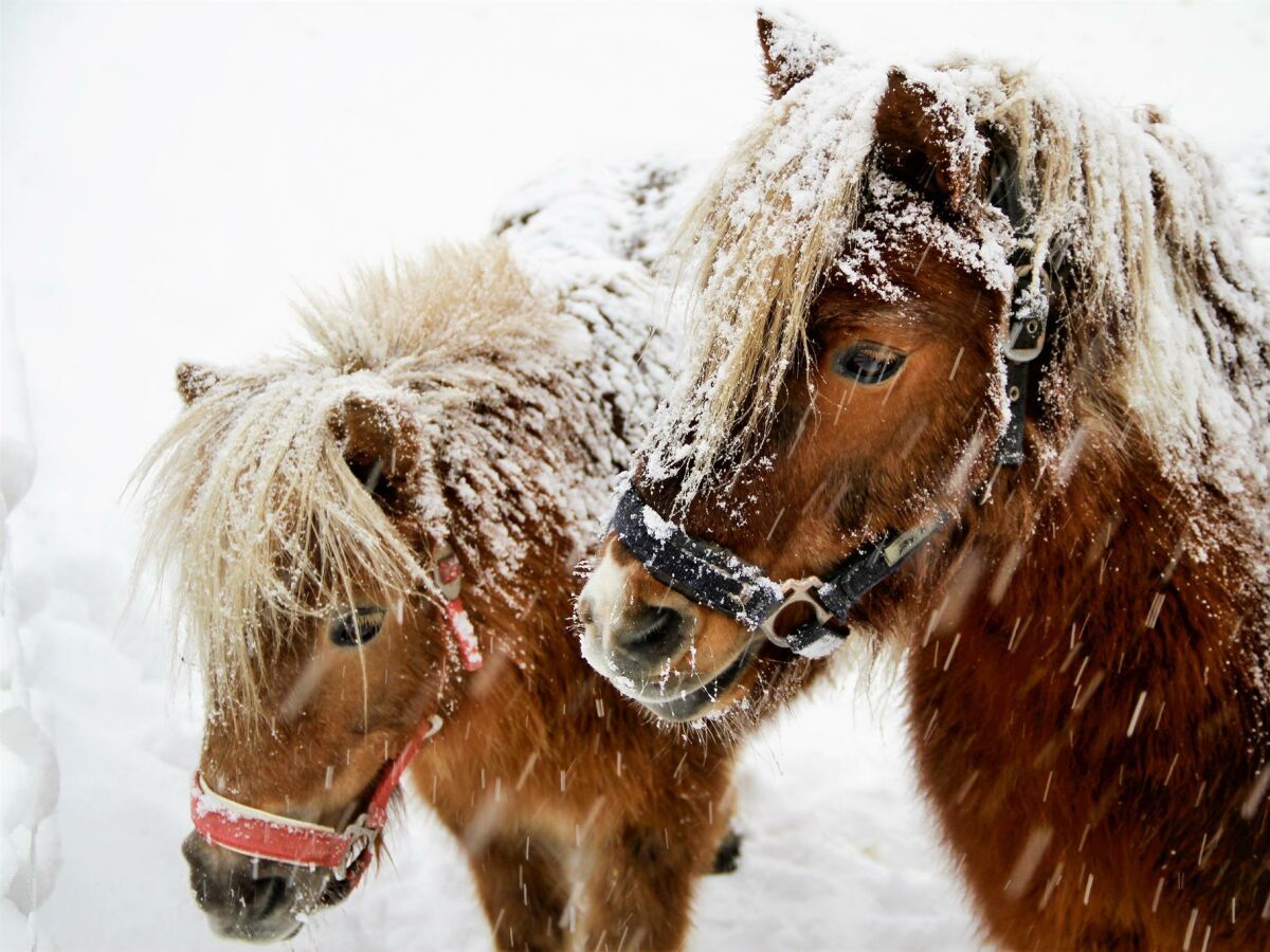Apartment Appartement Habicht - Outdoor photo 4