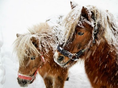 Apartment Appartement Habicht - Outdoor photo 4