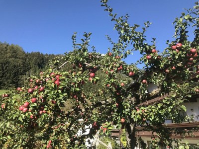 Apartment Appartement Ampferstein - Outdoor photo 13