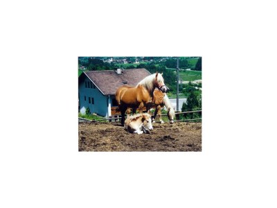 Apartment Appartement Silberdistel - Outdoor photo 16