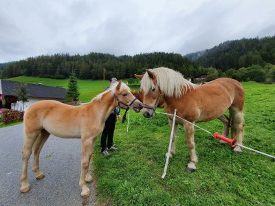 Apartment Ferienwohnung Serles - Outdoor photo 10