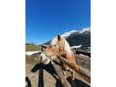 Apartment Ferienwohnung Serles - Outdoor photo 15