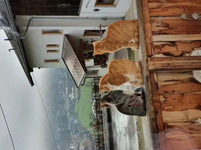 Apartment Ferienwohnung Habicht - Outdoor photo 13