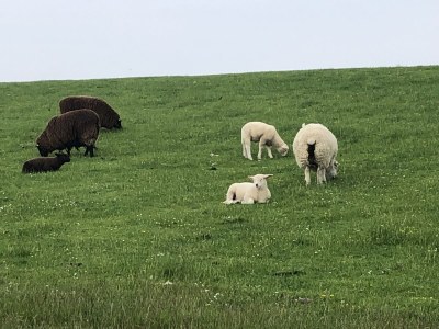 Holiday apartment Rosenhof - Environment photo 10