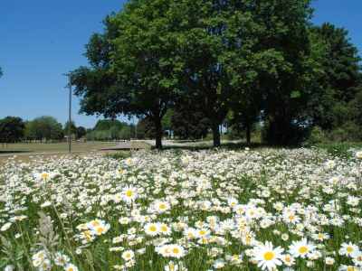 Apartment Ferienhaus Rundturm am Westwall - Environment photo 15