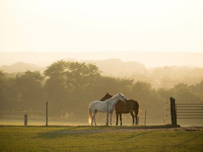 Apartment Ferienhaus Rundturm am Westwall - Environment photo 16