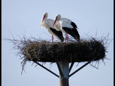 Apartment Ferienhaus Rundturm am Westwall - Environment photo 17