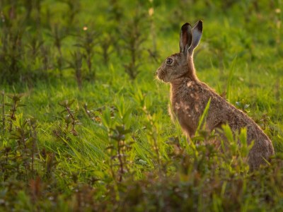 Apartment Aussichtsstube - Environment photo 22