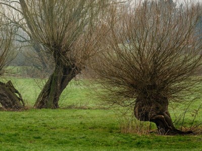 Apartment Ferienhaus Pesthäuschen - Environment photo 18