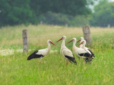 Apartment Ferienhaus Pesthäuschen - Environment photo 19