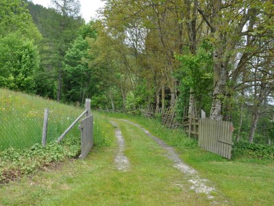 Holiday house Villa Waldfriede - Outdoor photo 8