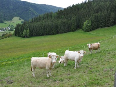 Holiday house Villa Waldfriede - Environment photo 28