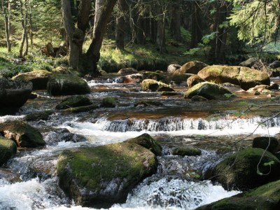 Holiday house Bergwaldlodge Einklang 3 - Environment photo 23