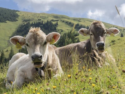 Holiday apartment Löwen Suites 1 - Environment photo 38