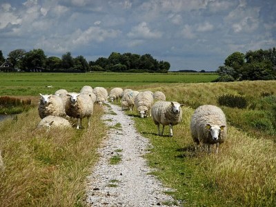 Holiday apartment Waddenzee - Environment photo 15