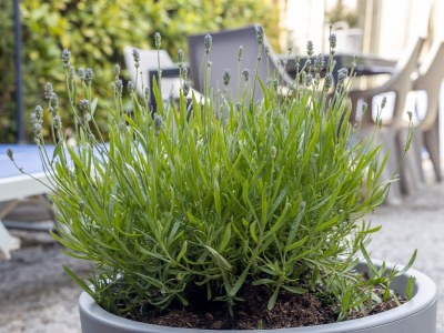 Holiday house Spaanse Galeienstraat 106 - Outdoor photo 11