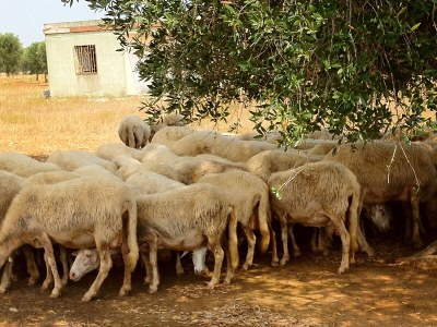 Cottage Casa Taschira - Environment photo 39