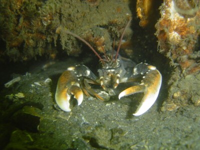 Holiday house Herckenstein 158 - Environment photo 19