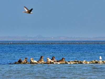 Holiday house Den Osse 140 - Environment photo 19