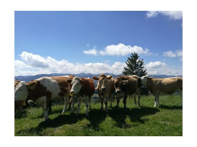 Holiday apartment house Schwärzler - Environment photo 18