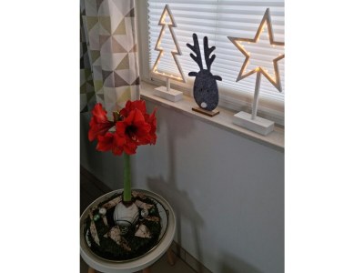 Holiday house Sound dream - Features photo 29