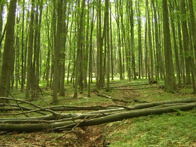 Holiday house Morzeck - Environment photo 25