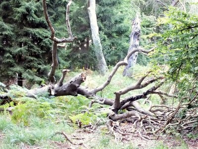 Holiday apartment Klönhus - Environment photo 36