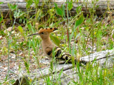 Holiday house Casa Upupa - Podere Usignolo - Environment photo 22