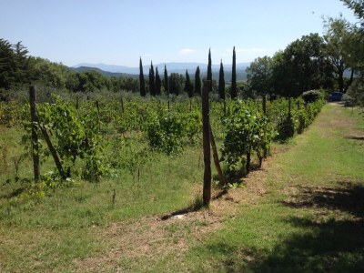 Holiday house Casa Upupa - Podere Usignolo - Environment photo 24