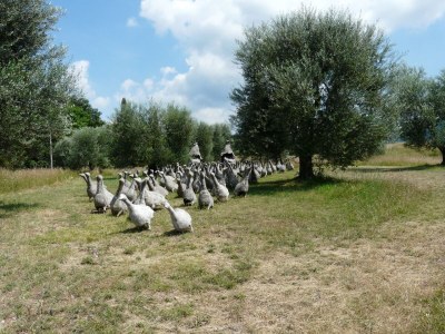 Holiday house Casa Upupa - Podere Usignolo - Environment photo 26