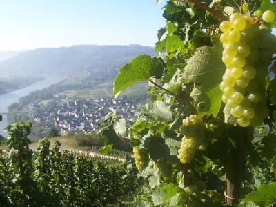 Holiday apartment Goldgrube - House Moselblick Gerd-Eugen Schmidt - Environment photo 11