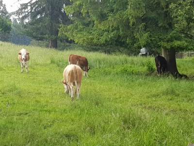 Holiday house Casa Cubana - Environment photo 34