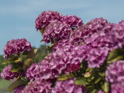 Holiday apartment Het Zwanennest - Outdoor photo 8