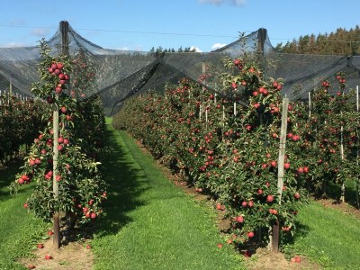 Holiday apartment Wohlfühlzeit - Environment photo 26